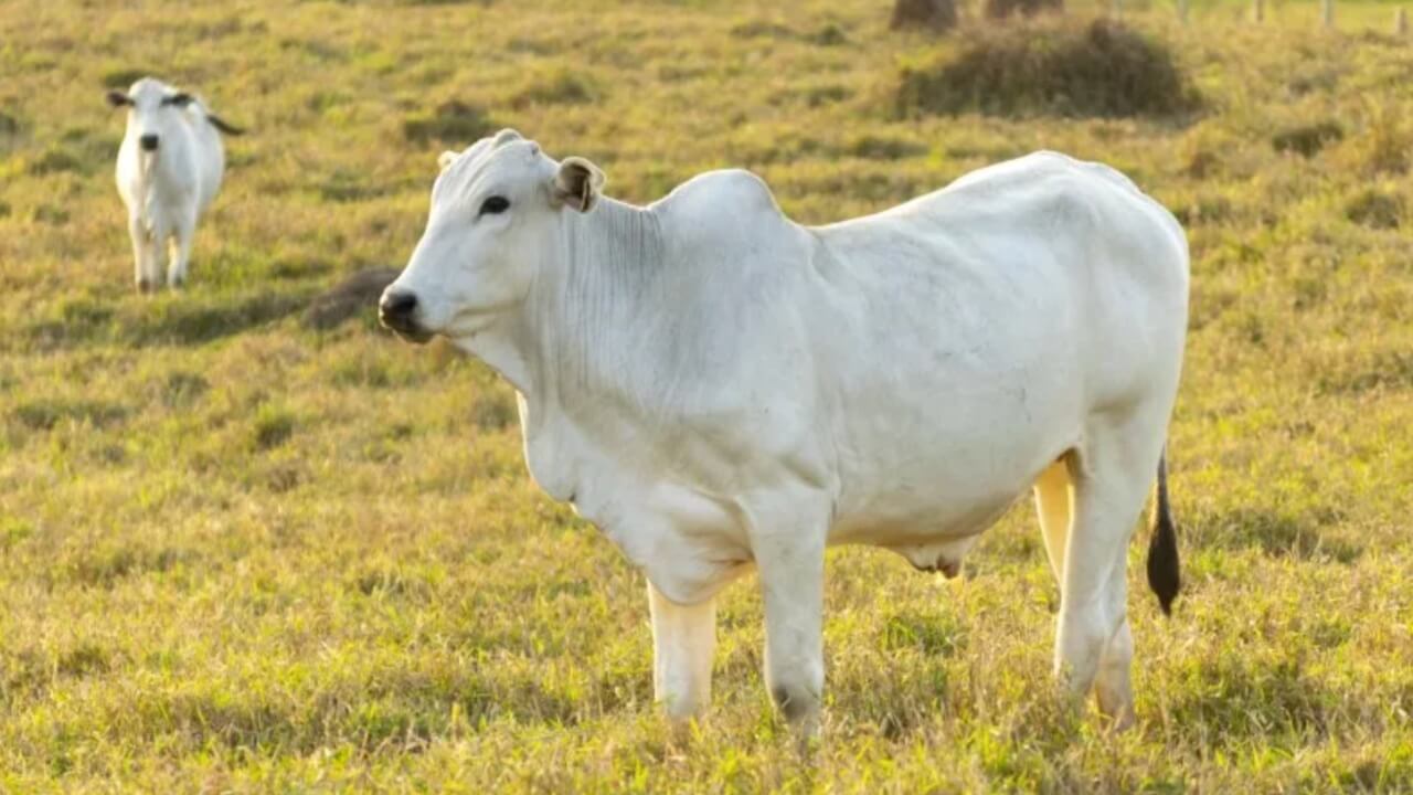 World Most Expensive Cow