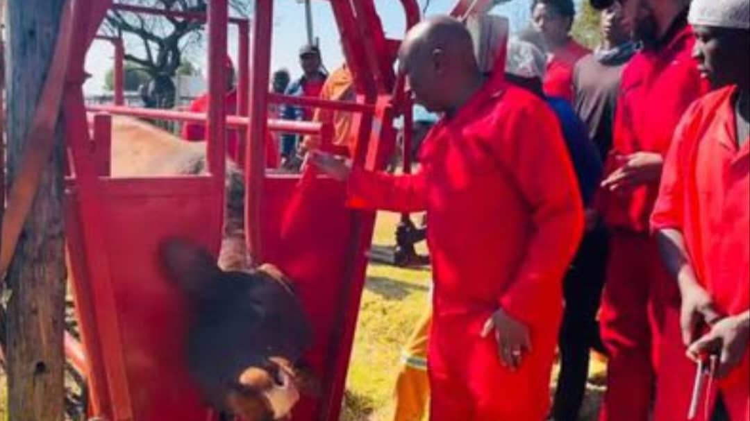 Julius Malema Cow Slaughtering