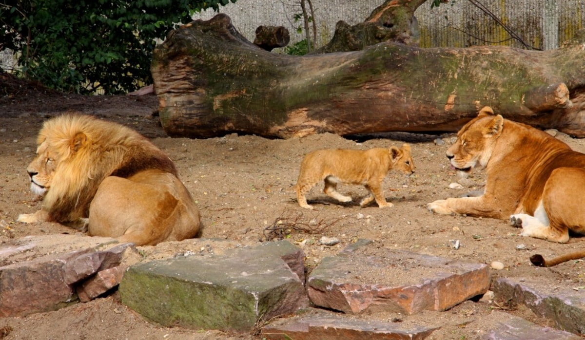 Zoo Animals France Protests