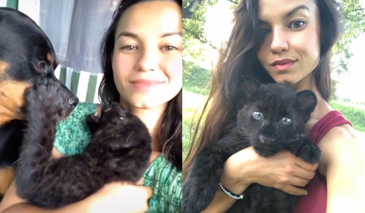 Woman Accidentally Raises a Black Panther after Mistaking it to Be a Kitten