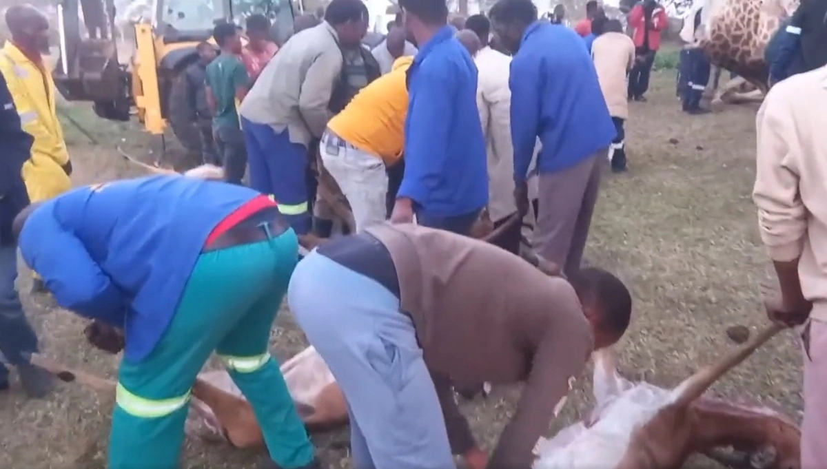 Giraffes Mangosuthu Buthelezi's Funeral