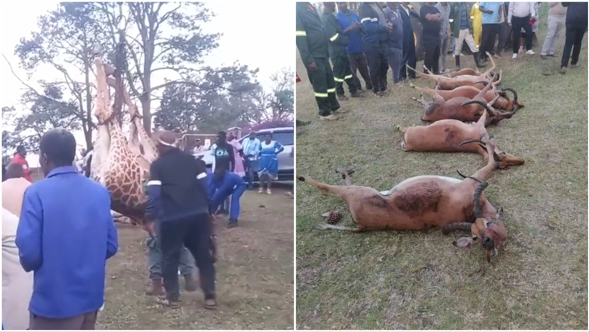 Giraffes Mangosuthu Buthelezi's Funeral