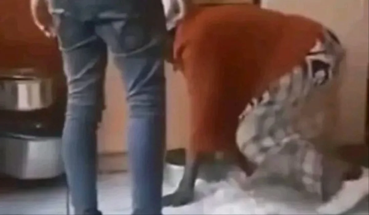man assaults grandmother on viral video