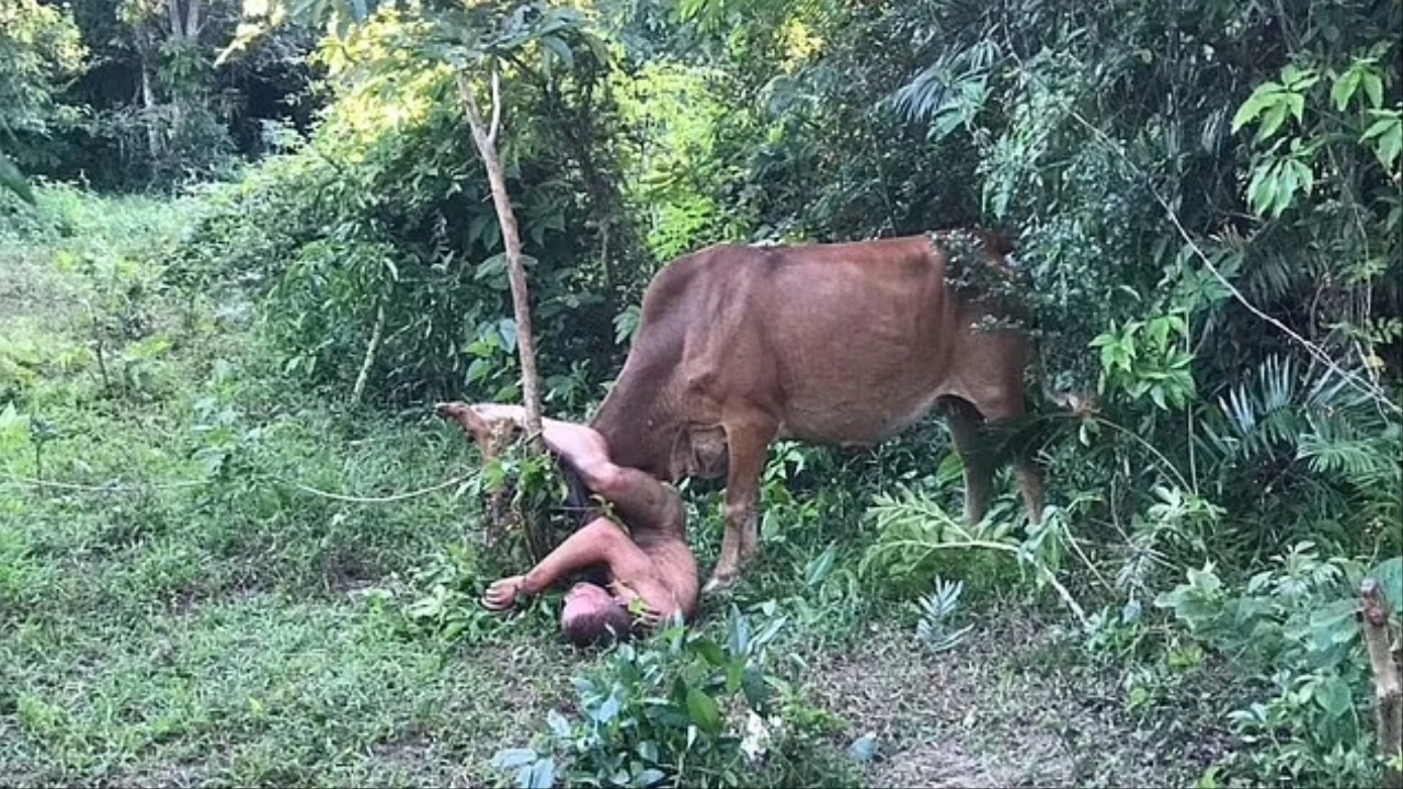 Russian Cow Thailand