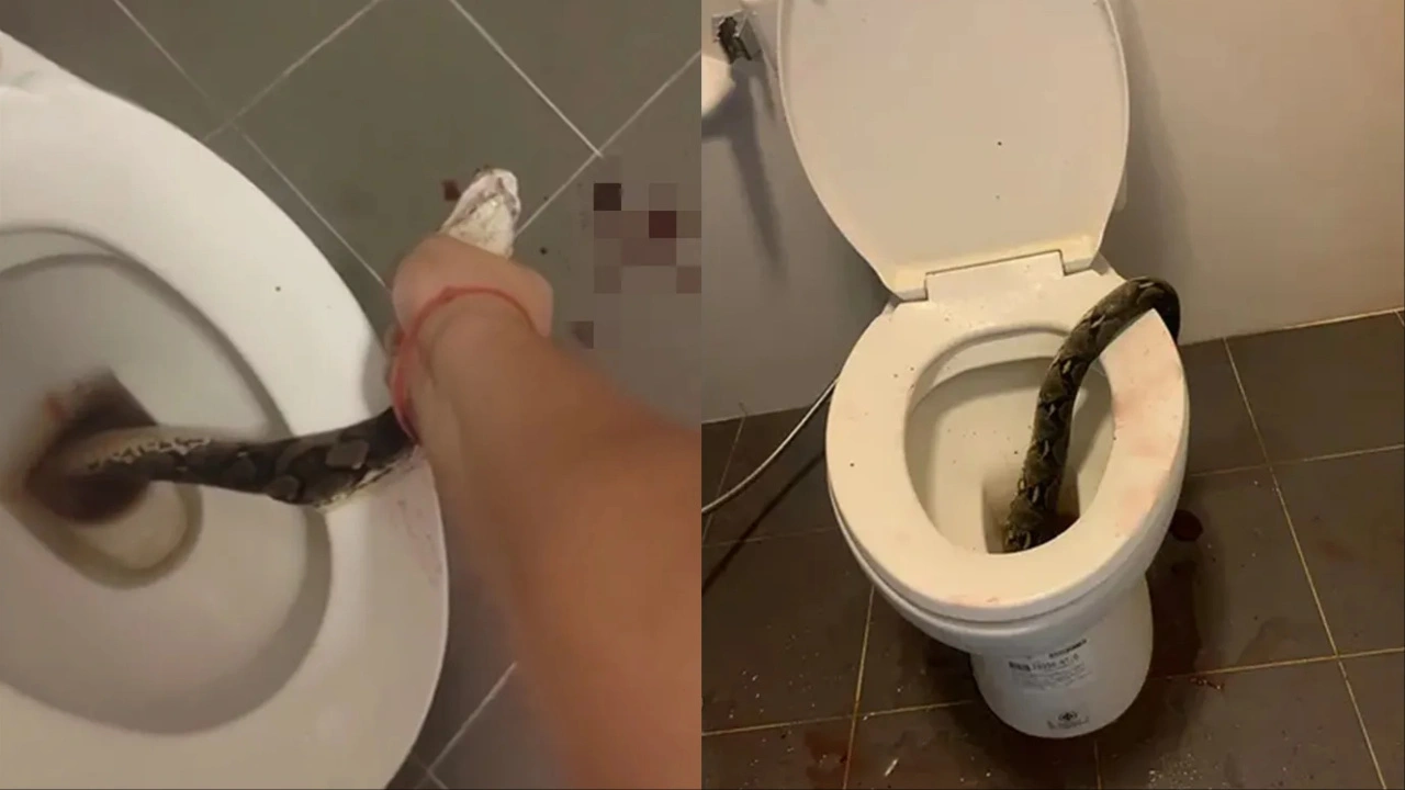 Man Bitten Amasende snake